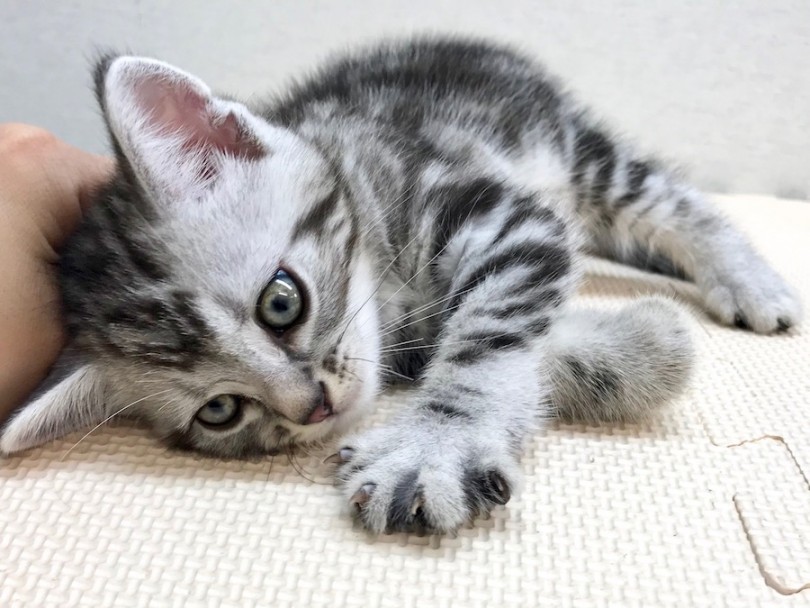 アメリカンショートヘア 究極の癒し猫 横浜no1のスリスリ王子 マルワンblog ペットショップ マルワン 小さめ子犬 美形な子猫 初心者安心のサポート