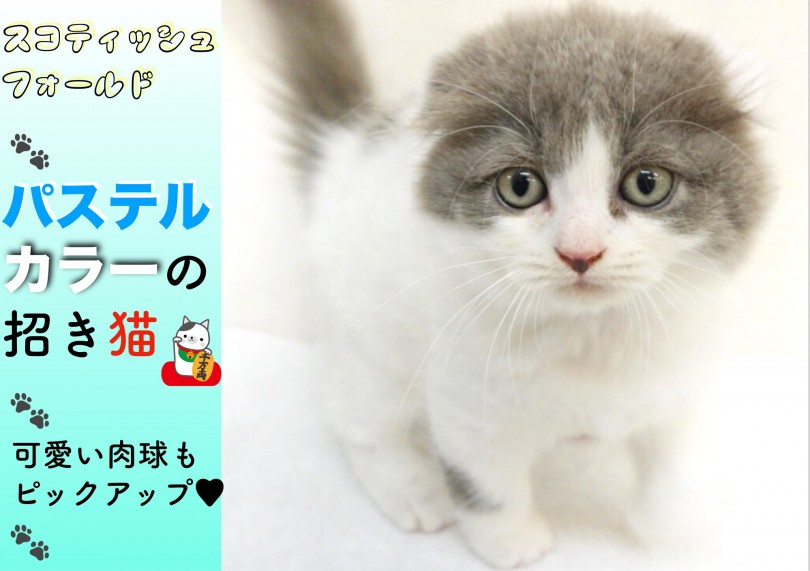 【 スコティッシュフォールド 】パステルカラーの招き猫!!可愛い肉球も公開!!