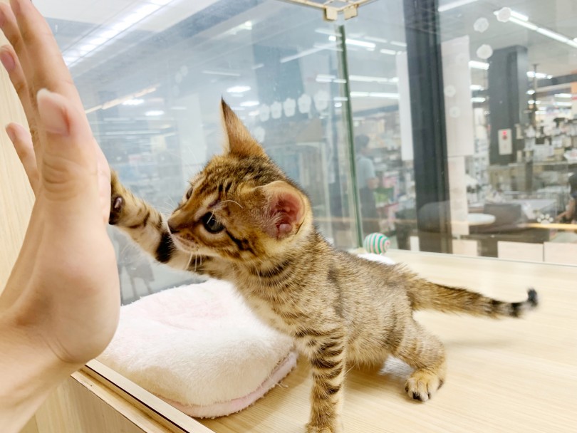2006年にトイガーは正式な猫種として認められました | トイガー （412800） - さいたま 武蔵浦和店