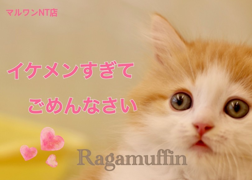 【 ラガマフィン 】イケメンすぎる 新潟生まれの美猫登場！