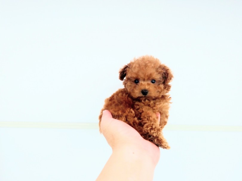 ミニマムサイズの健康優良犬 | トイ・プードル （914477） - 志村坂下店
