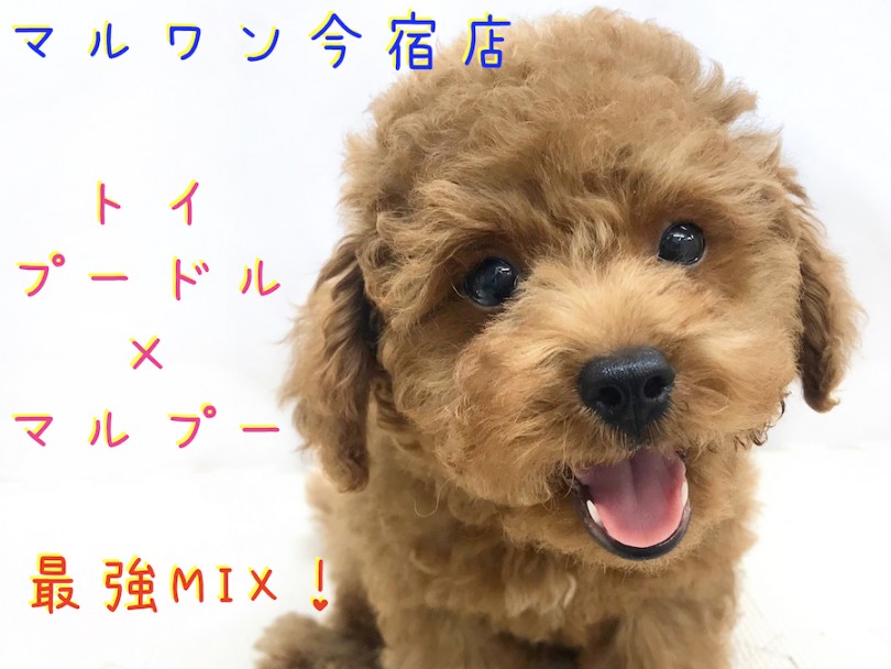 【 トイプー×マルプー 】表情豊かな超ハイブリッド犬！ユーザーコラムは必見！