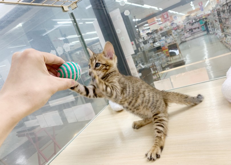 トラ柄模様が特徴的なネコちゃん | トイガー （412800） - さいたま 武蔵浦和店