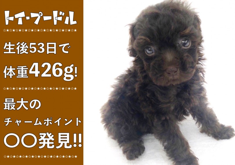 【 トイ・プードル 】生後53日で426g!最大のチャームポイントの眉毛発見!!