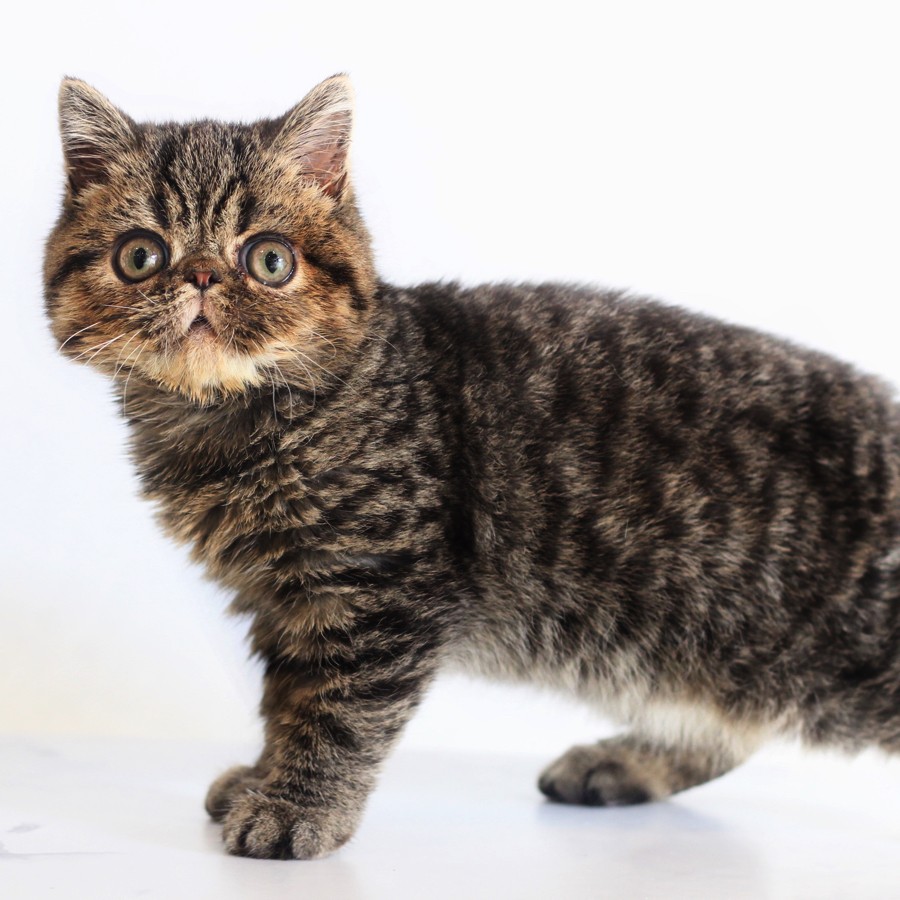 猫石　木箱入り　エキゾチック　美品 エキゾチックショートヘア | ペットショップ マルワン 小さめ子犬 美形