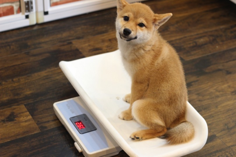 生後4ヶ月を迎える豆ちゃんの現在の体重2.6kg | 豆柴 （11632） - 横浜 白楽店