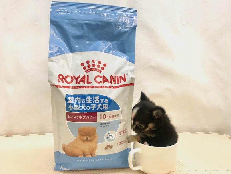 ロイヤルカナン社の子犬ちゃん用フードを食べています | 極小チワワ （120188） - 今宿店