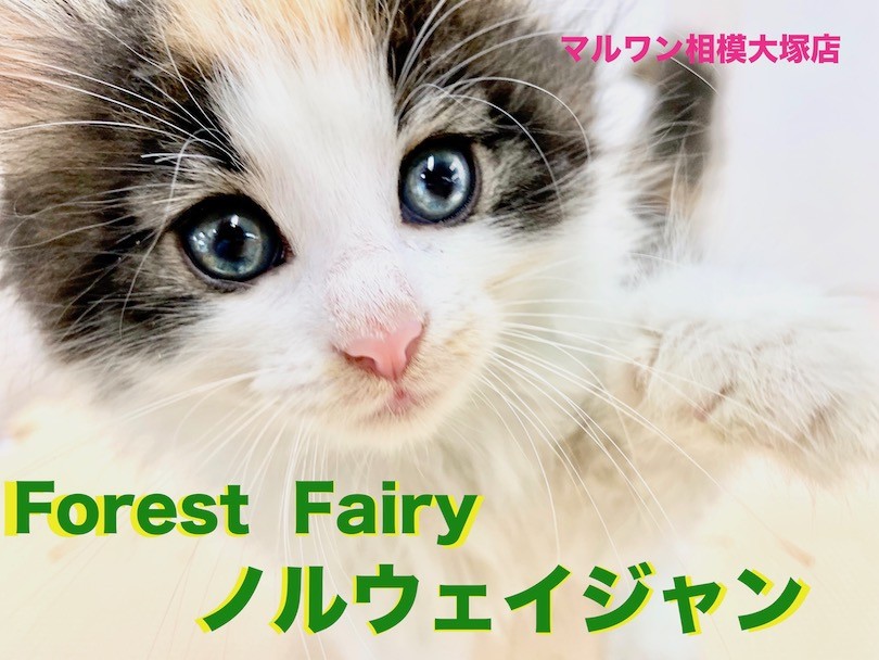 猫 原画 ノルウェージャンフォレスト #161