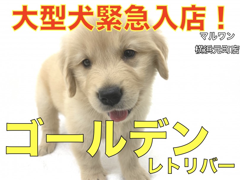【 ゴールデンレトリバー 】緊急入店！！横浜元町店待望の心優しき大型犬！