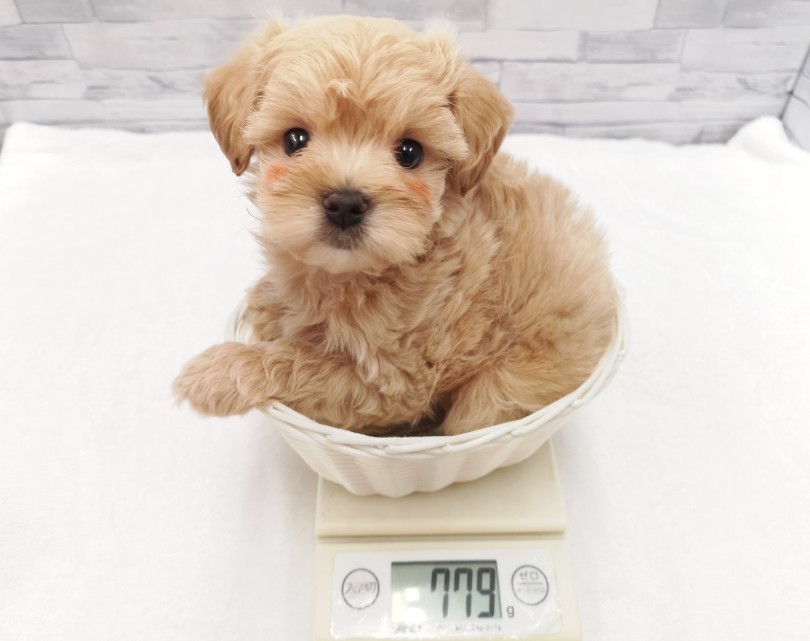 成犬予想は2kg | MIX （412815） - さいたま 武蔵浦和店