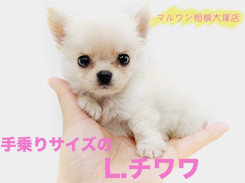 チワワ 】永遠のパピー！手のりサイズ＆ドワーフ体型がポイント