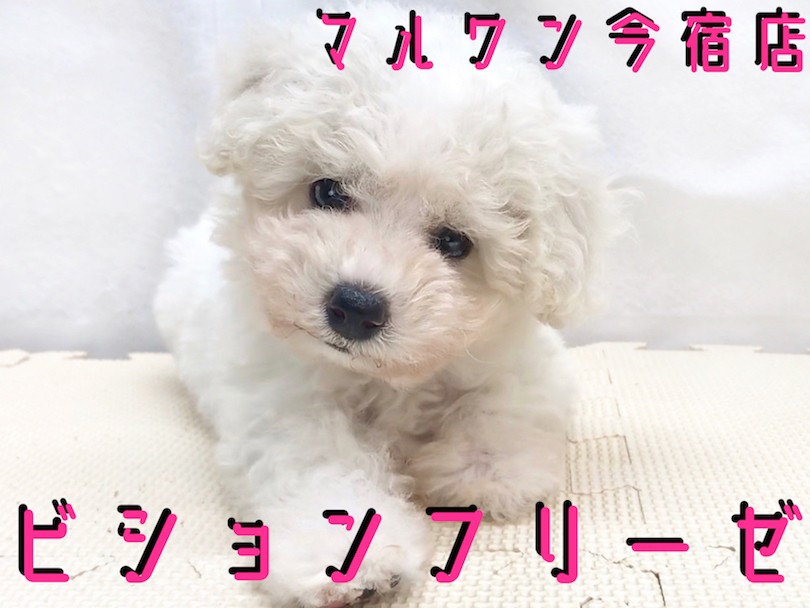 ビションフリーゼ モフモフマニア必見 最高の美貌と被毛を持つアフロちゃん マルワンblog ペットショップ マルワン 小さめ子犬 美形な子猫 初心者安心のサポート