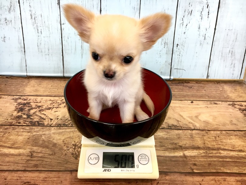 成犬予想体重も1.5～3.0kg | チワワ （118365） - 城山店