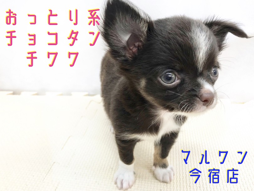 木彫りのチワワ(チョコ&タン) 木彫りのチワワ(チョコ&タン) 木彫りのチワワ(チョコ&タン