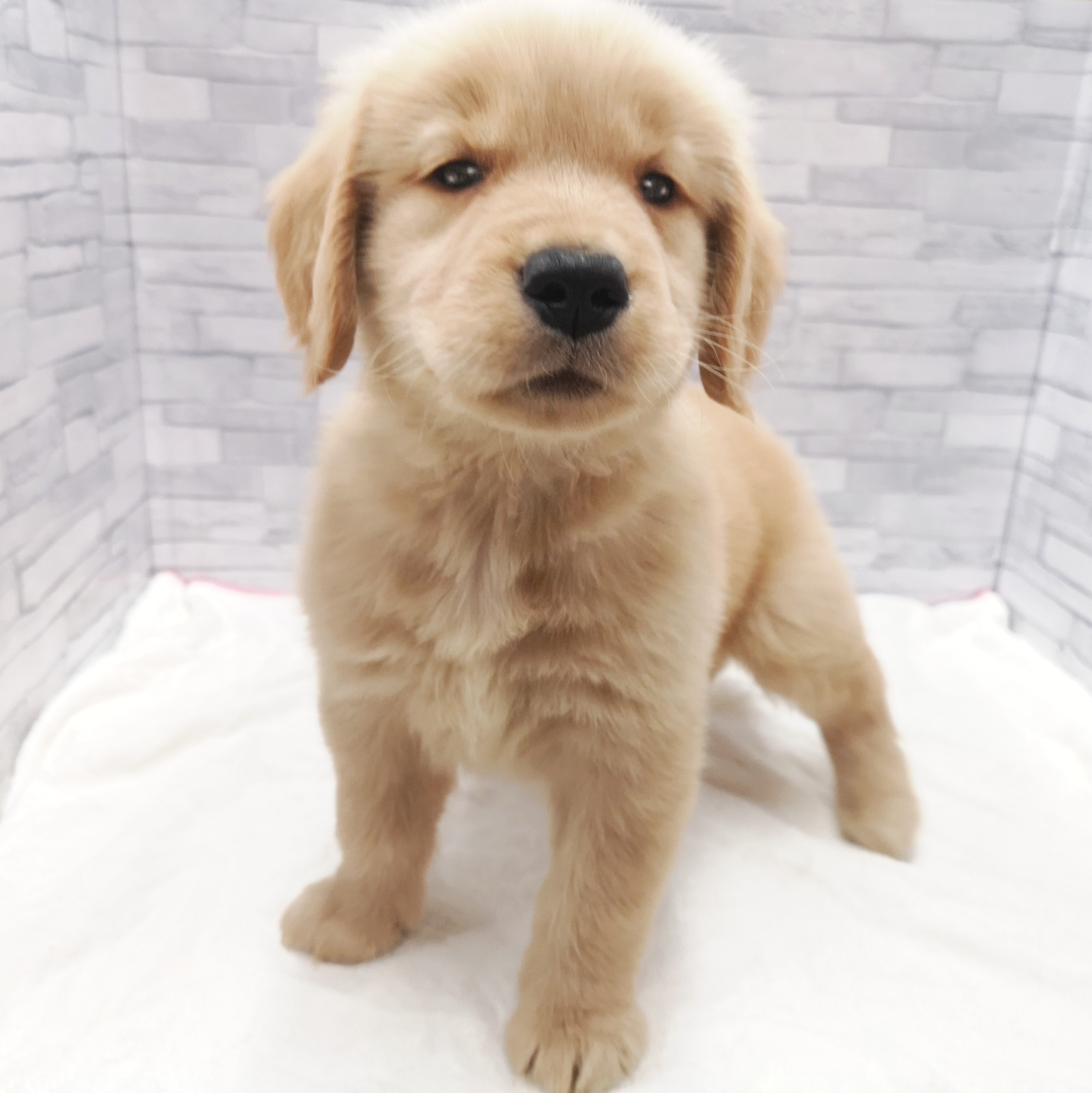 ゴールデンレトリバー | ペットショップ マルワン 小さめ子犬 美形な