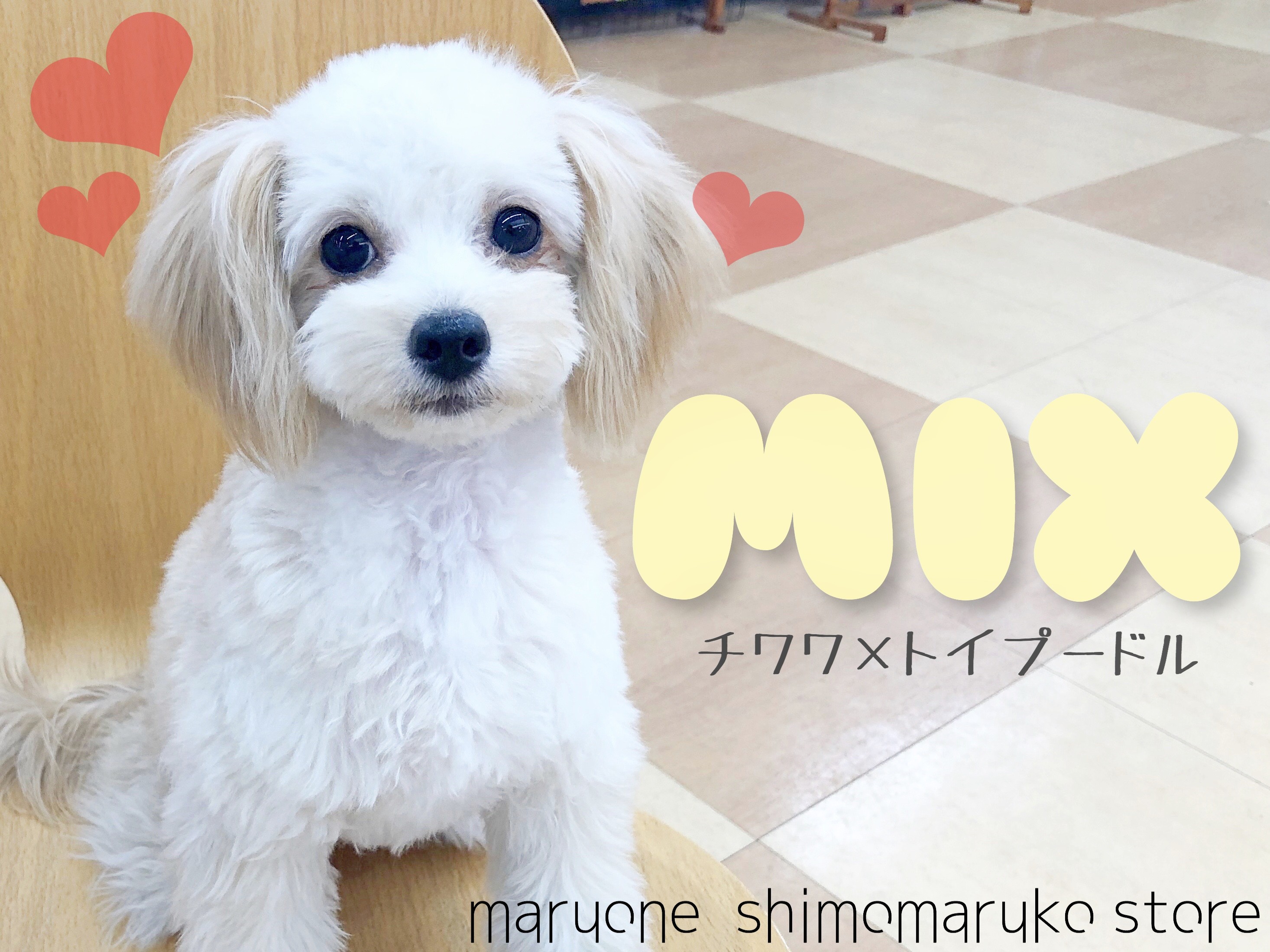 MIX 】嬉しさは体を使って表現！みんなを笑顔にしちゃうチワプーちゃん 