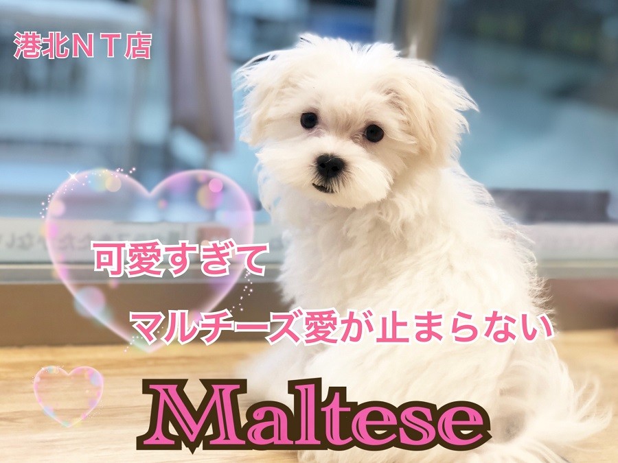 マルチーズ 可愛すぎてマルチーズ愛がとまらない マルワンblog ペットショップ マルワン 小さめ子犬 美形な子猫 初心者安心のサポート