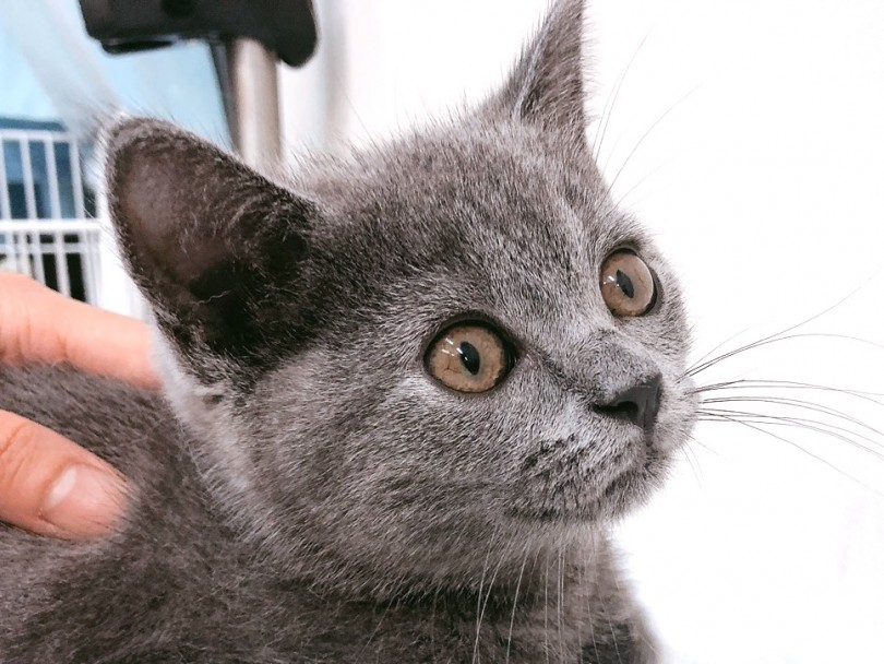 初めての猫ちゃんライフの方にはとっても育てやすいブリちゃん! | ブリティッシュショートヘア （6130818） - 大倉山店