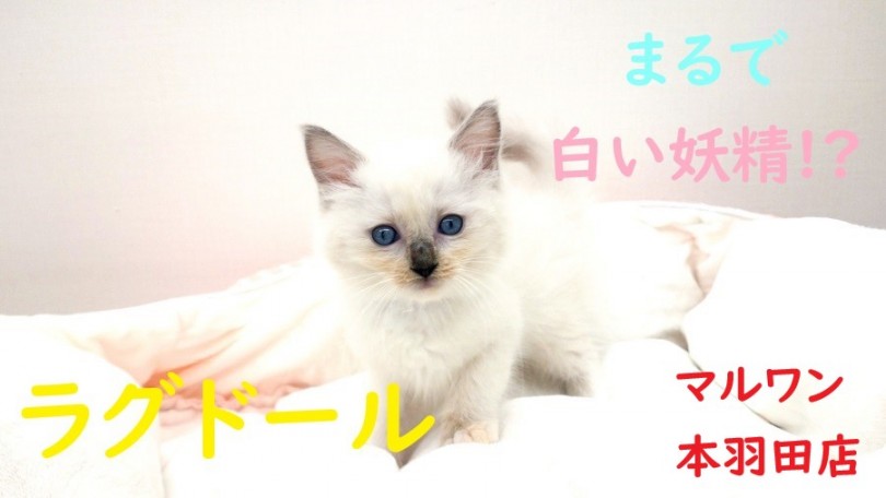 【 ラグドール 】白い妖精のような猫ちゃんをご紹介します！