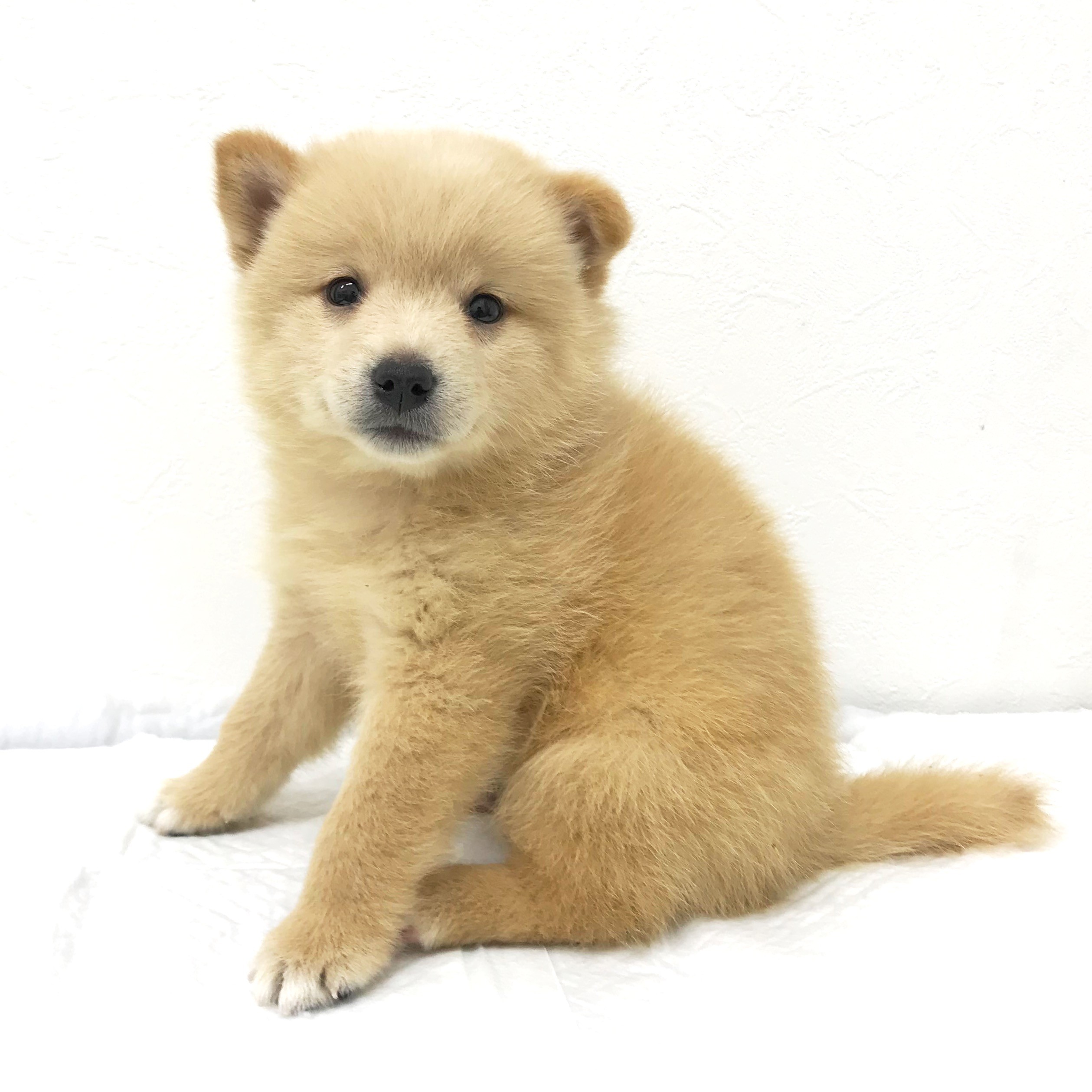 MIX（ポメラニアン×豆柴） | ペットショップ マルワン 小さめ子犬 美形