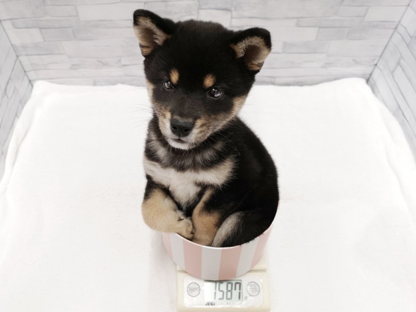 成犬時の体重は8kg前後の予想 | 柴犬 （412821） - さいたま 武蔵浦和店