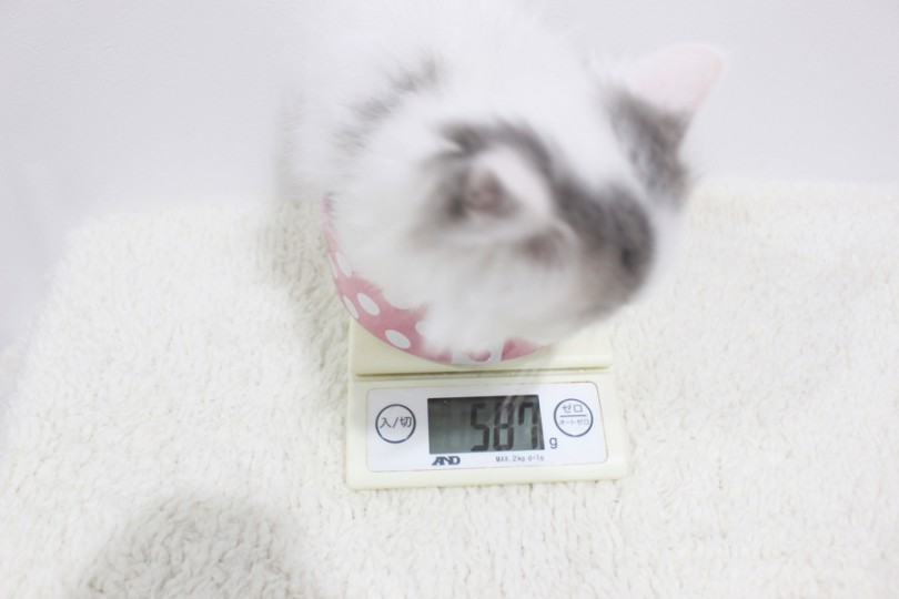 希少品種で最近人気上昇中の猫ちゃん | ミヌエット （11644） - 横浜 白楽店