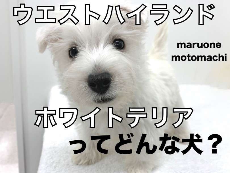 【 ウェスト・ハイランド・ホワイトテリア 】純白のテリア犬！ウェスティ登場！