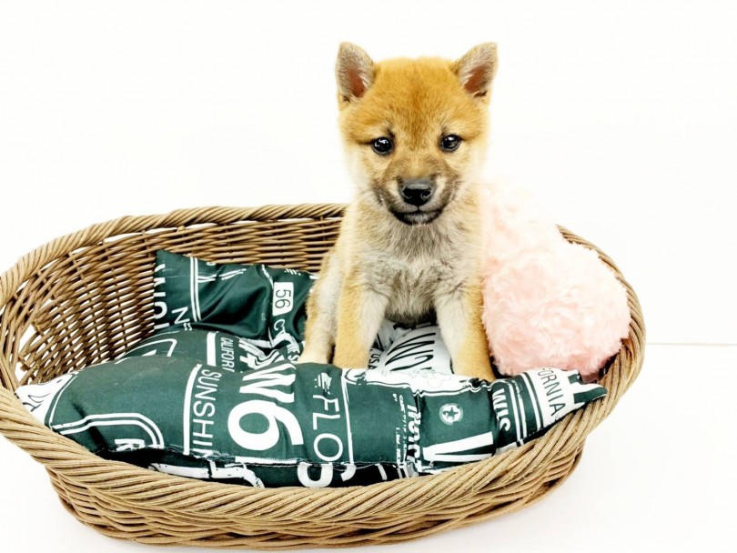 可愛らしい柴は豆柴 | 豆柴犬 (914489) - 志村坂下店