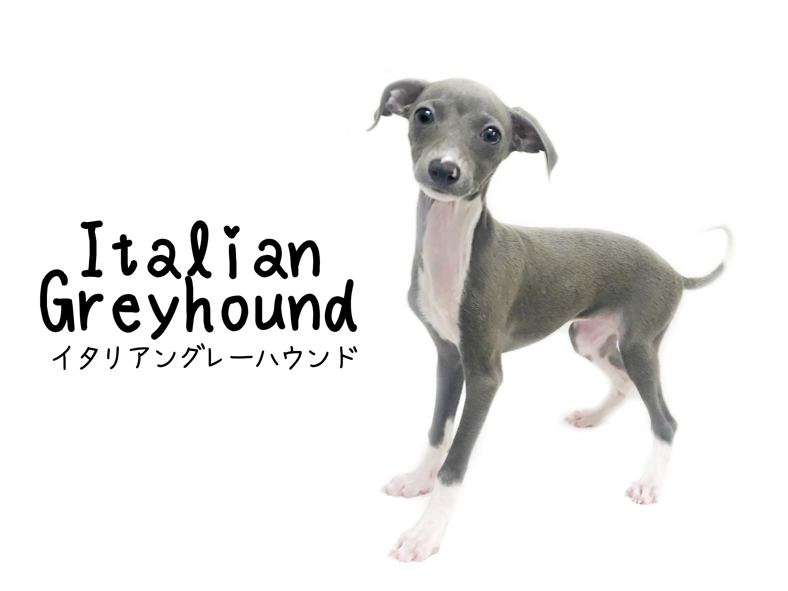 イタリアングレーハウンド 10秒あればあなたを虜にしてみせます マルワンblog ペットショップ マルワン 小さめ子犬 美形な子猫 初心者安心のサポート