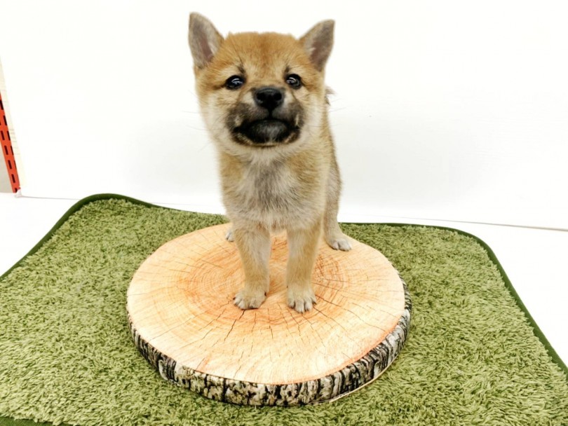 マルワン志村坂下店はお客様と一緒にワンちゃんのしつけをサポート | 豆柴犬 (914489) - 志村坂下店