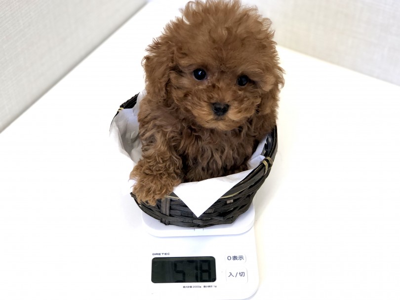 成犬時の推定体重は1.2～2.5㎏ | トイ・プードル （150011） - 東川口店