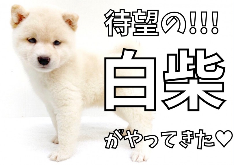 【 白柴 】待望のコロコロ大福ボディ!!柴犬にオススメのトレーニングも公開中!