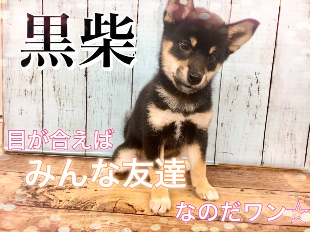 柴犬 】目が合えばみんな友達!フレンドリーな黒柴ちゃん！ | マルワン