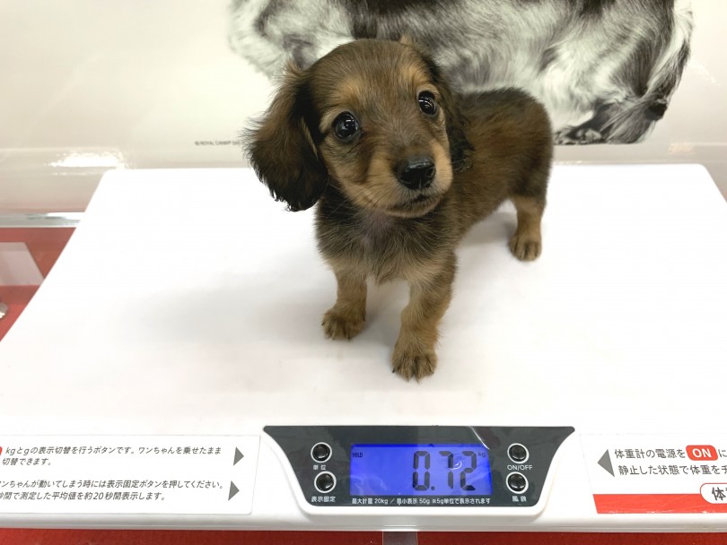 成犬推定体重は2.5~4kg | カニンヘン・ダックスフント （140259） - 横浜 元町店