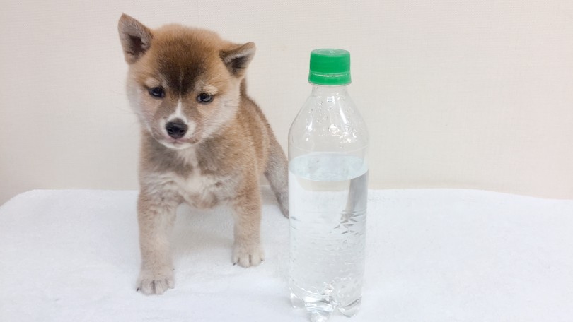 ペットボトルと高さは同じくらいでコンパクト | 柴犬 （6130831） - 大倉山店