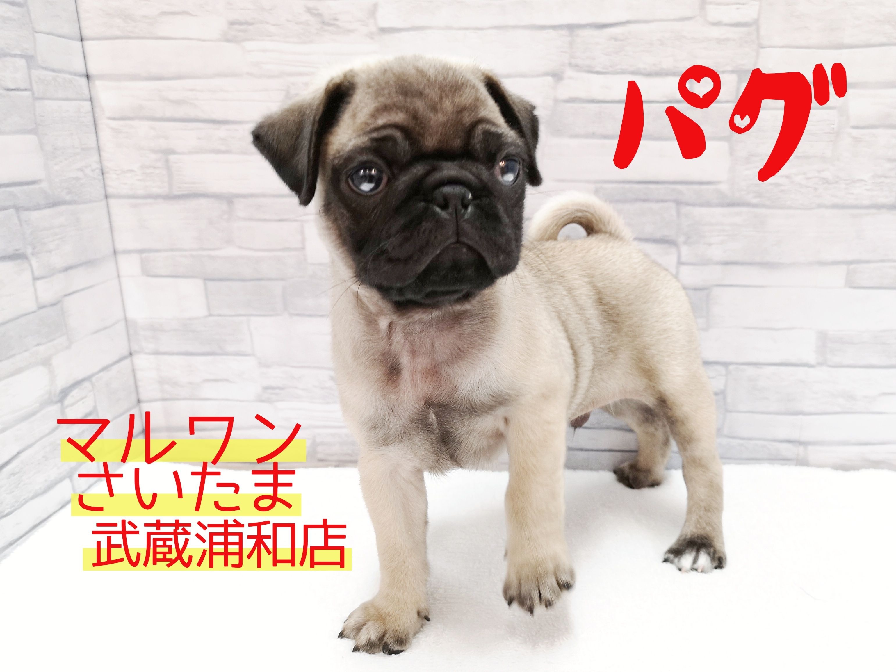 パグ 89 】その確率は1/365！パグの日生まれのミスターパグ