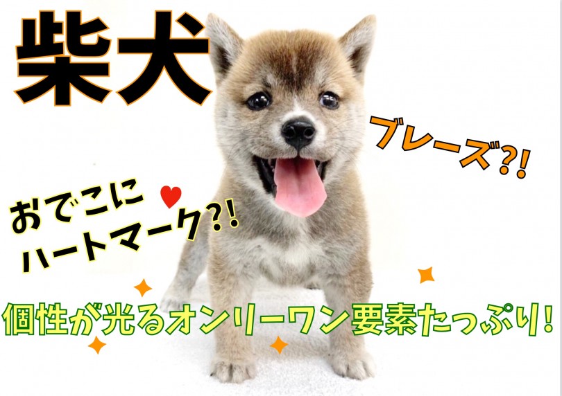 【 柴犬 】おでこにハートマーク?個性が光るオンリーワン要素たっぷり!