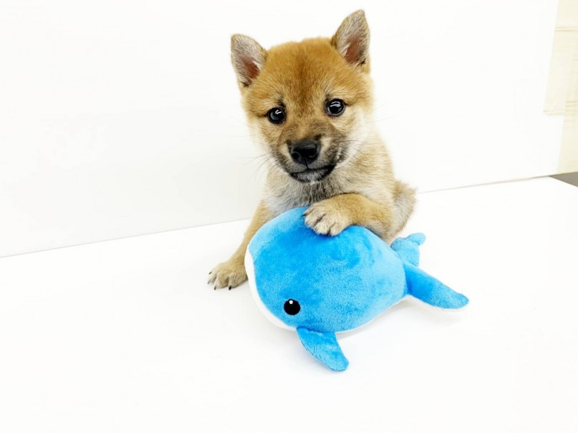 >明るく元気な性格 | 豆柴犬 (914489) - 志村坂下店