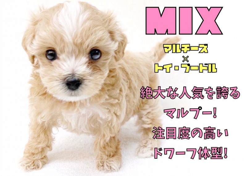 【 MIX マルプー 】小さめサイズ・ドワーフ体型・アプリコットカラーの三重奏！