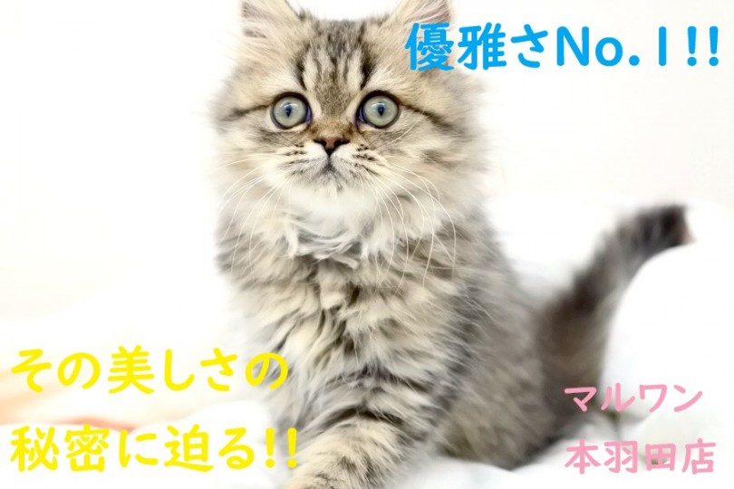 【 ペルシャ 】猫界の優雅さNo1‼その美しさの秘密に迫ります!!