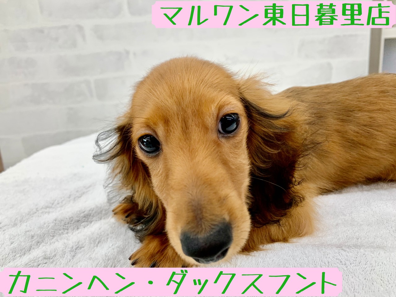 カニンヘンダックスフント 初心者にピッタリ つぶらな瞳の愛嬌満載ベイビー マルワンblog ペットショップ マルワン 小さめ子犬 美形な子猫 初心者安心のサポート