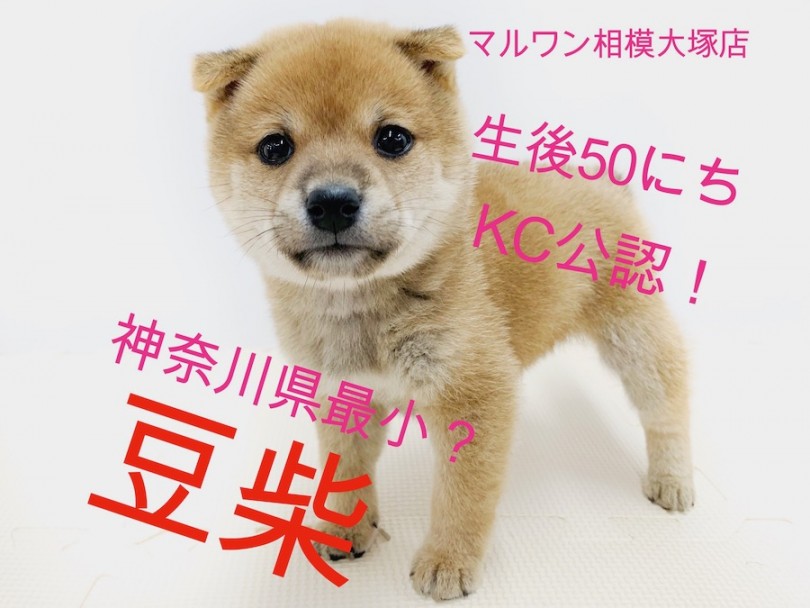 【 豆柴 】神奈川県最小クラス！KC認定定義とオススメのしつけもご紹介！