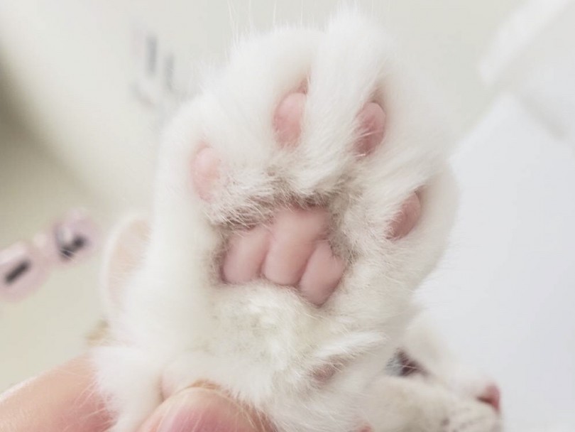 サイベリアン 猫アレルギーが出にくいと話題 真っ白の被毛と青い目の妖精 マルワンblog ペットショップ マルワン 小さめ子犬 美形な子猫 初心者安心のサポート