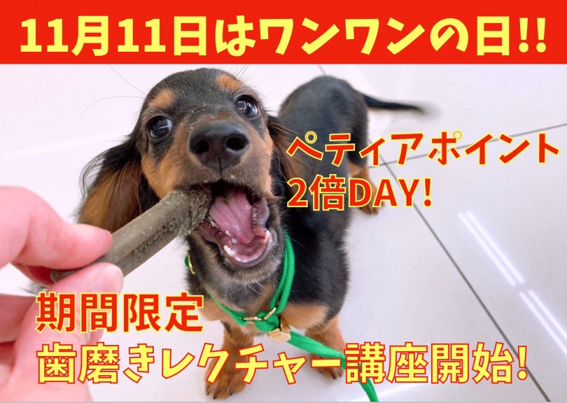 【 大倉山店イベント 】11月11日はワンワンの日！歯磨きガムの与え方講座開始!