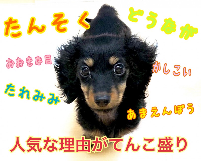 【 カニンヘン・ダックスフント 】愛好家の心をつかんで離さないアイドル犬登場！