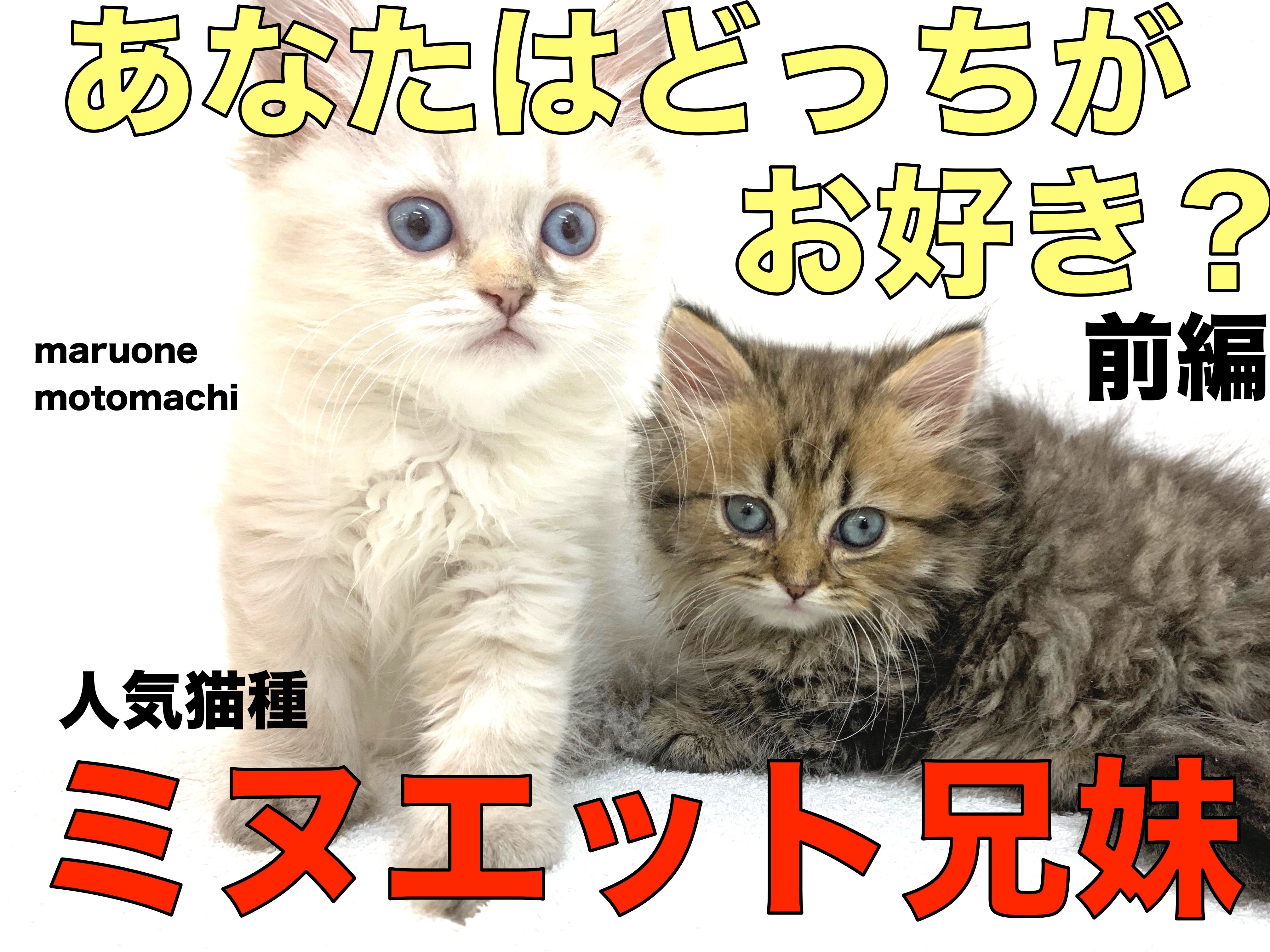 ミヌエット兄妹 前編 人気猫種が兄妹で登場 短足 足長 お好みはどっち マルワンblog ペットショップ マルワン 小さめ子犬 美形な子猫 初心者安心のサポート