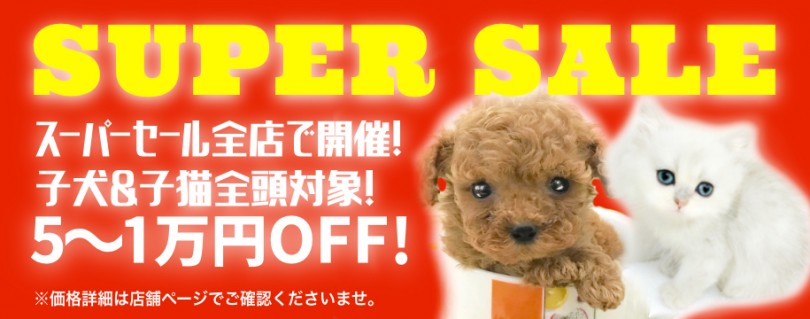 【期間限定SALE】子犬＆子猫マルワンスーパーセール開催！