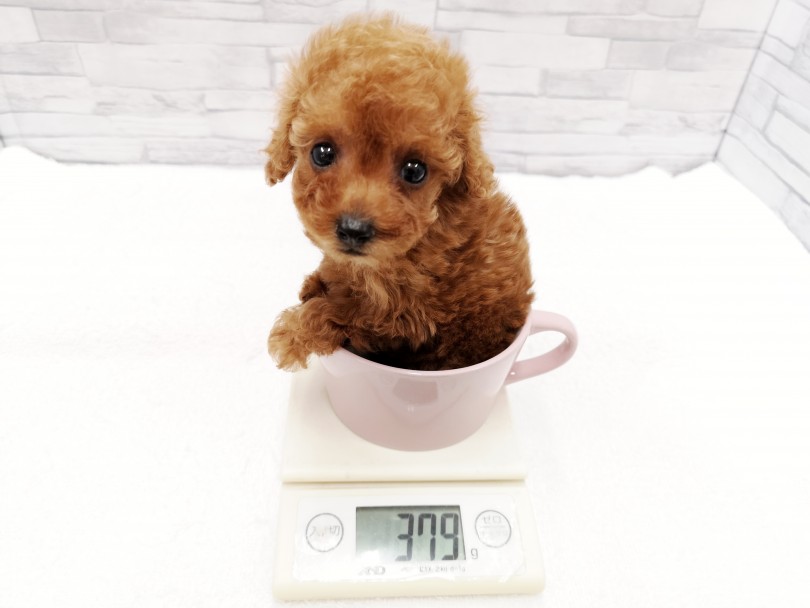 成犬予想体重は1.8kg | トイ・プードル （412829） - さいたま 武蔵浦和店