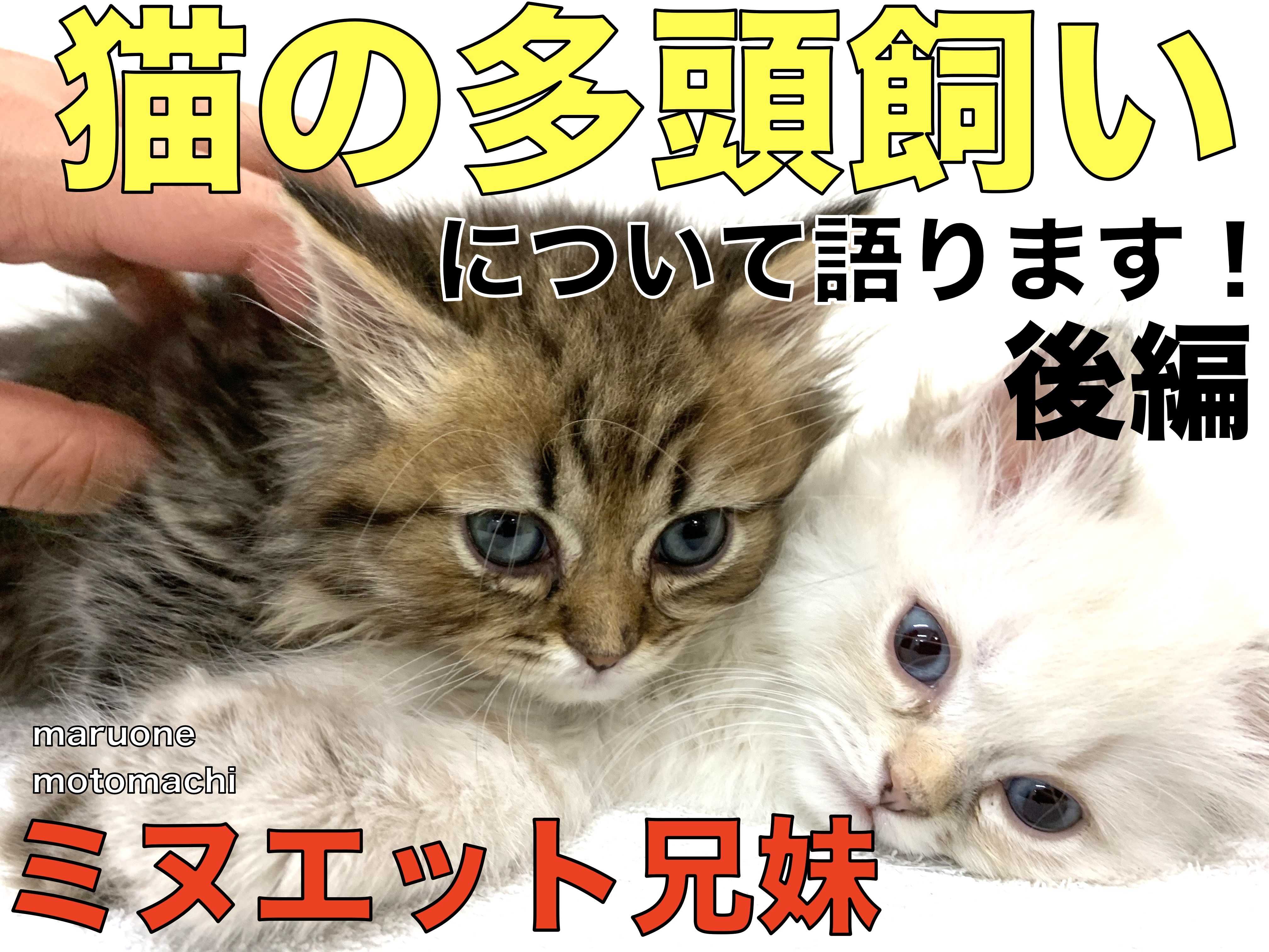 ミヌエット兄妹 後編 兄妹で入店 猫の多頭飼いについて語ります マルワンblog ペットショップ マルワン 小さめ子犬 美形な子猫 初心者安心のサポート