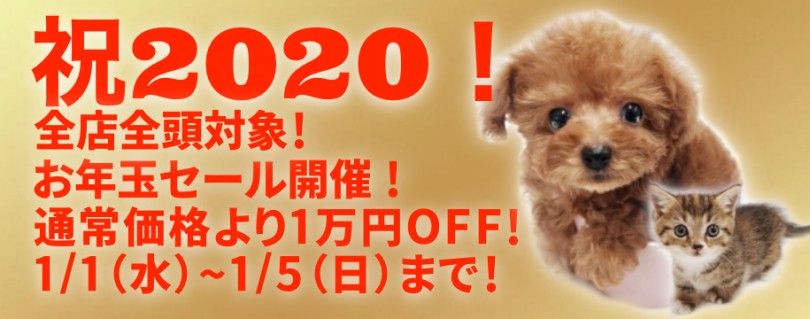 【 2020新春セール開催！】全店・全頭対象・期間限定のお年玉！